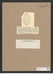 Navicula mirabilis (philipinna) Castr./Dev. (de-Toni-Nr.: Genus 1, Species 291) Zeichnungen Sammlung Grunow Nr. 655 (NHMW-BOT-W0367024)
